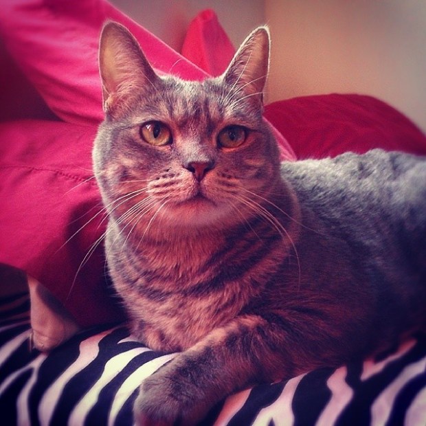 b9e1136e673211e388ed123669db74a7_8