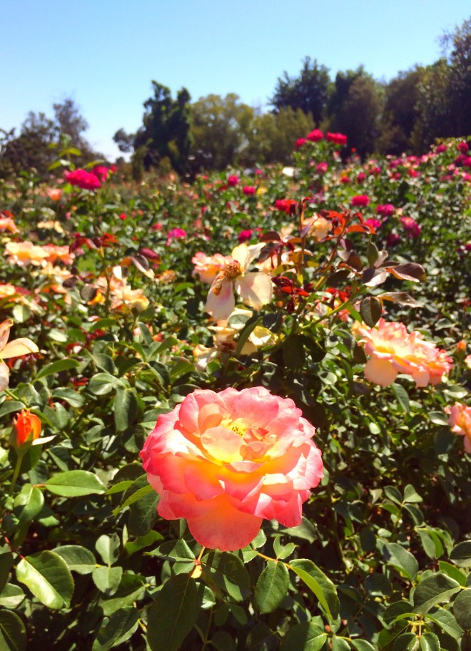 Made with Repix (http://repix.it)