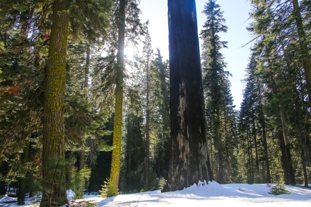 Sequoia-53