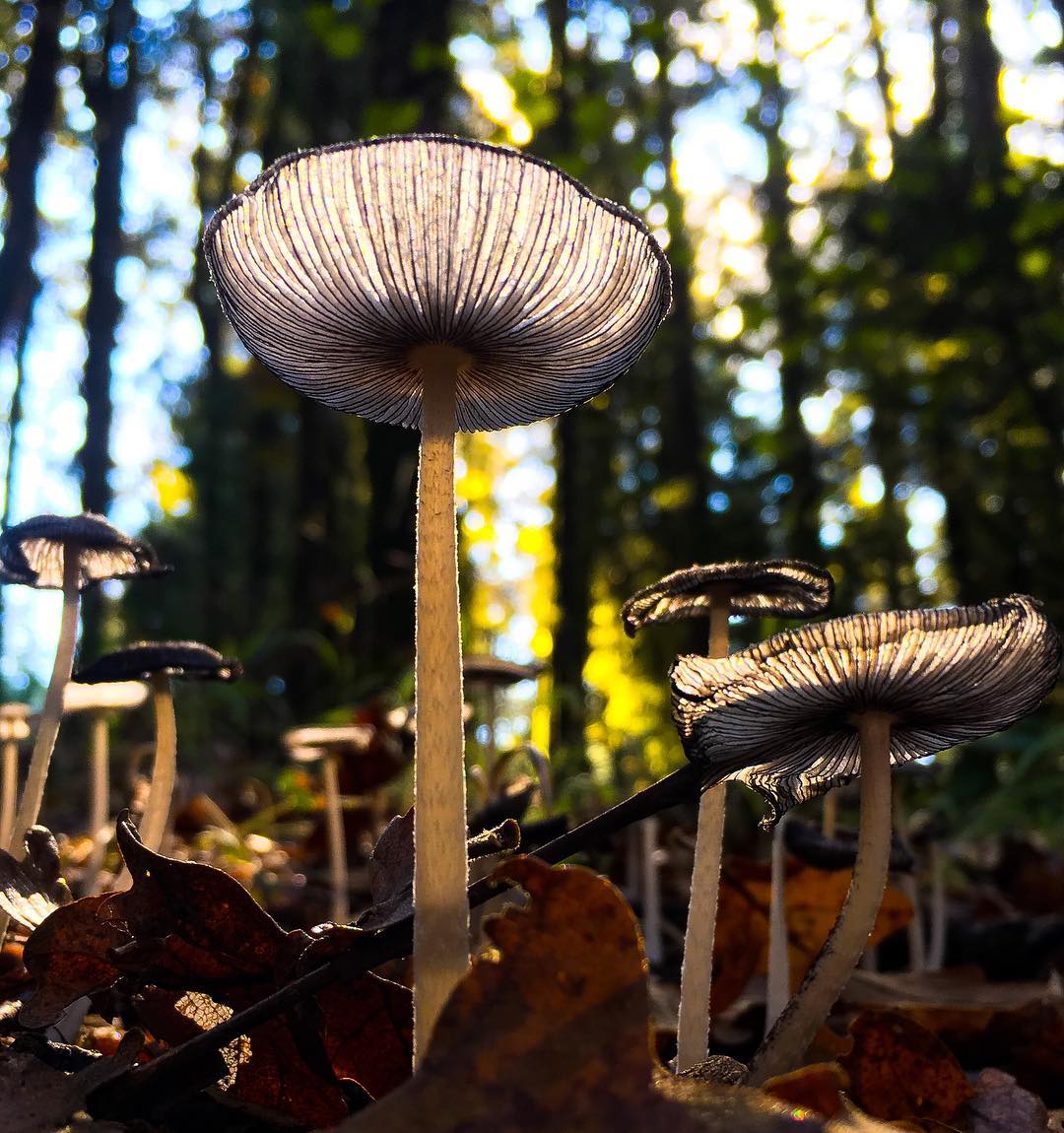 This image has an empty alt attribute; its file name is 44361204_1846267782138017_436499132610248704_n.jpg