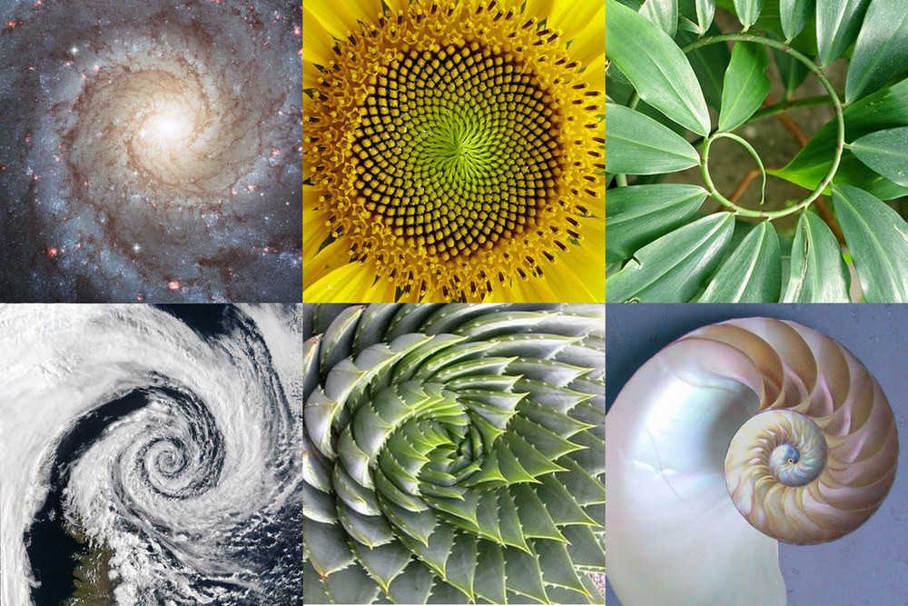 Golden Ratio : What It Is And Why Should You Use It In Design