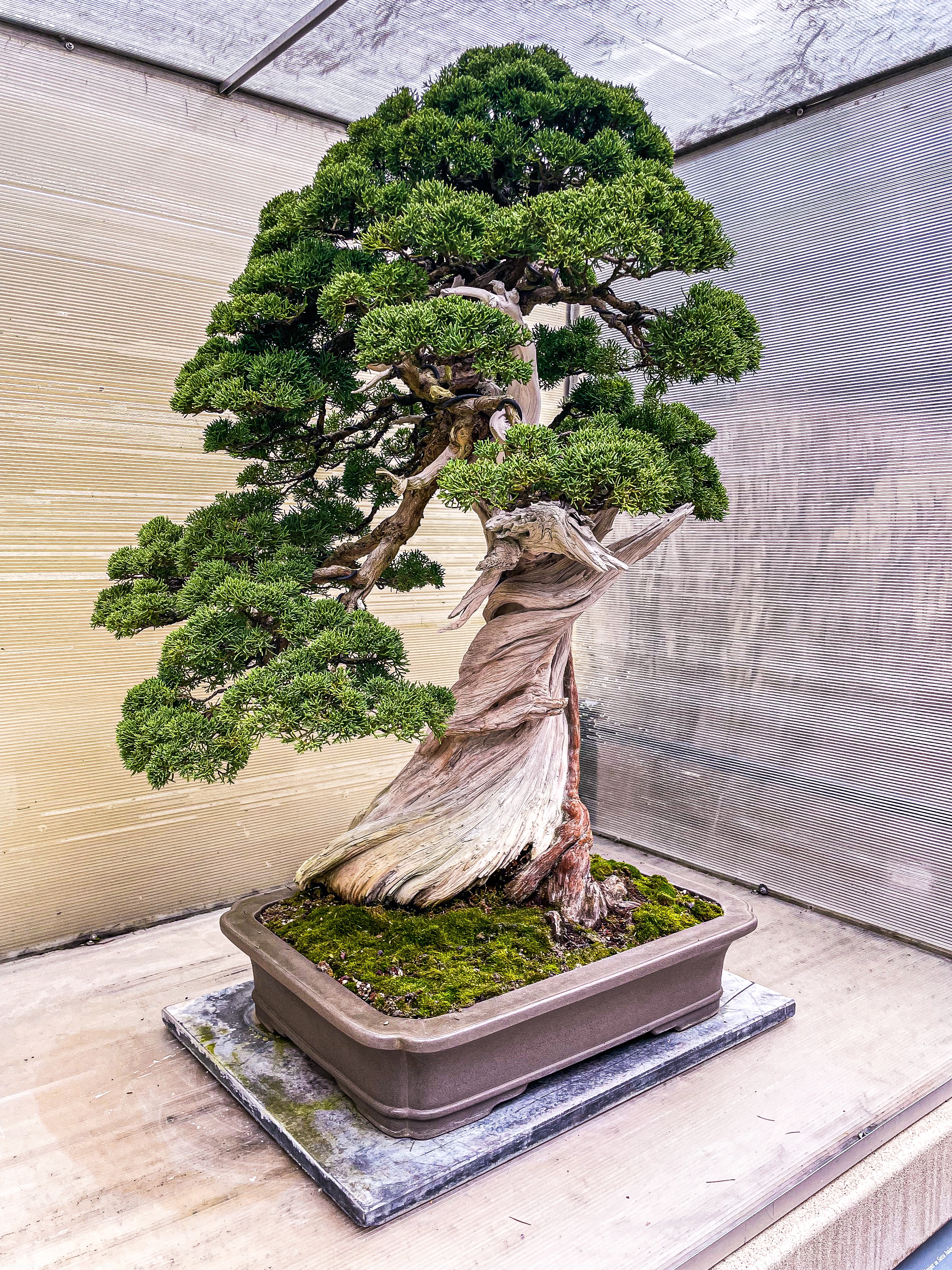 Wander Washington] Dream Big at the Pacific Bonsai Museum  The Bouncy Kitty